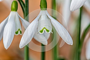 Two white snowdrop flowers on a meadow