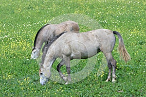 Two white Spanish Andalucian horses standing in a field