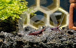 Two white spot sulawesi dwarf shrimp look for food together in lava stone with freshwater aquarium tank