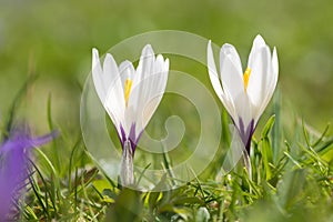 two white spring crocus flowers in the grass, narrow depth of field, green blurry background