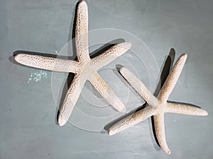 Two white star fishes sculpture on wood
