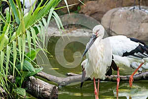 Two white stork birds stading in a green lake