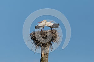 Two white stork ciconia ciconia in aerie with bended necks, blue sky