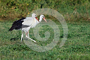 Two white stork on green field looking for food