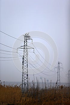 The two white stork on the pylon