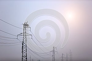 The two white stork on the pylon