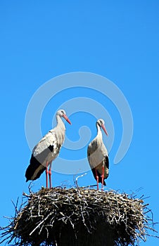 Two white storks