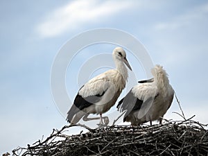 Two White storks Ciconia ciconia nest on a cloudy sky background