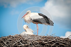 Two white storks ( ciconia ciconia ) standingin a