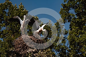 Two white storks (Ciconia ciconia) trying to fly from their nest on the tree