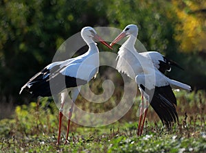 Two White Storks Are Conflicting