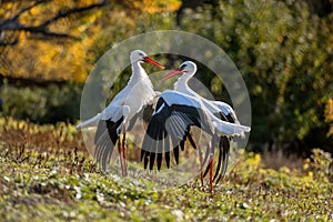 Two White Storks Are Conflicting