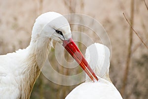 Two white Storks in love