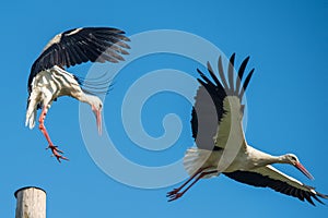 Two white storks in the nest against blue sky