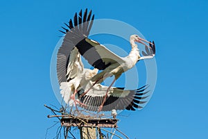 Two white storks in the nest against blue sky