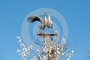 Two white storks in the nest against blue sky