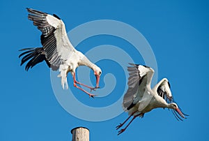 Two white storks in the nest against blue sky