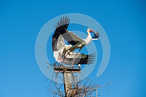 Two white storks in the nest against blue sky