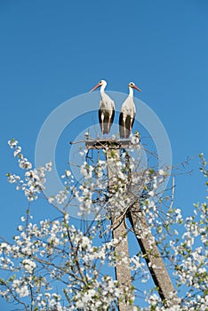 Two white storks in the nest against blue sky