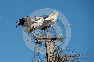 Two white storks in the nest against blue sky