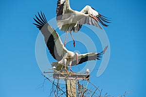 Two white storks in the nest against blue sky