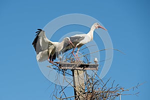 Two white storks in the nest against blue sky