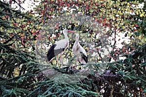 Two white storks perched on the branch of a tree against a cloudy sky