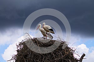 Two white storks perched on their nest incubating the egg of their future chick