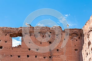 Two white storks on the ruins of the El Badi Palace wall