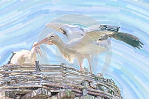 Two White storks, scientific name Ciconia ciconia, with a red be