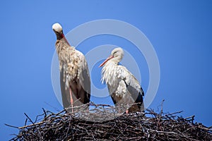 Two white storks at stork nest.