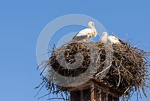 Two white storks in their nest photo