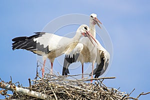 Two white storks vocalizing themselves during mating season