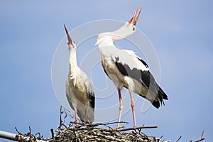 Two white storks vocalizing themselves during mating season with their heads back