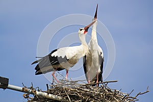 Two white storks vocalizing themselves