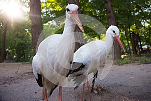 Couple of storks photo