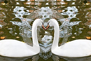 Two white swan kissing in heart shape