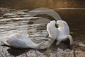 Two white swan swimming and diving its head in the water on the lake