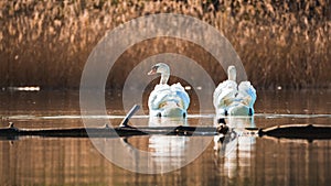 Two white swan swimming on the lake in the rays of the rising sun.