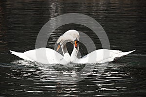 Two white swans