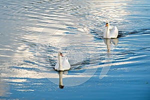 Two white swans