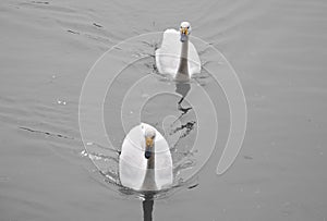 Two white swans