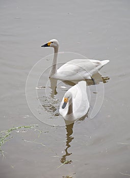 Two white swans