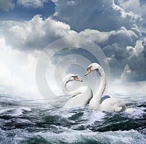 Two white swans