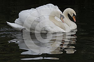 Two white swans