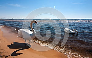 Two white swans on the Baltic Sea