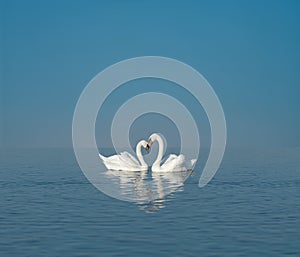 Two white swans on blue lake