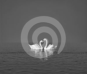 Two white swans on blue lake