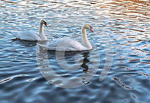 Two white swans in blue water at sunset.