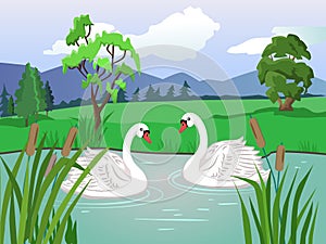 Two white swans. Couple in love. Lake with beautiful water lilies.